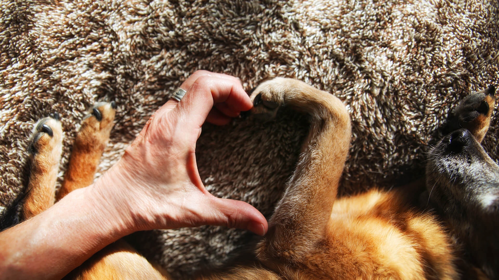 Unleash Your Love: Expressing Affection to Your Canine Companions